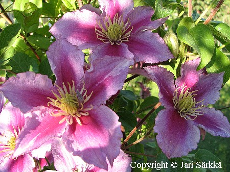 Clematis Patens-Ryhmä 'Piilu'